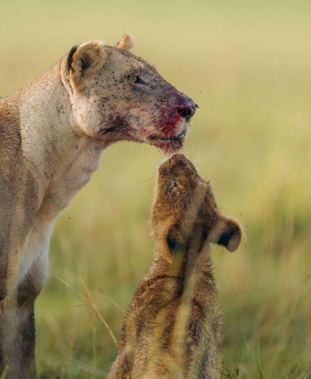 lions at emboo camp, maasai mara, kenya - Yellow Zebra Safaris