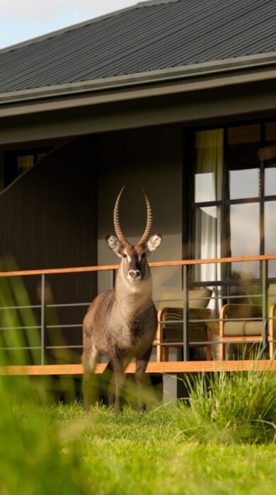 external room at laba ngorongoro, tanzania - Yellow Zebra Safaris