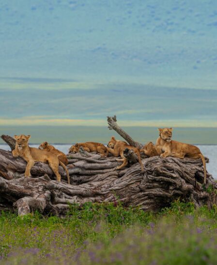 lions at laba ngorongoro, tanzania - Yellow Zebra Safaris