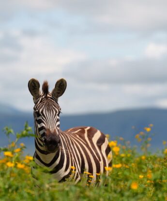 zebra at laba ngorongoro, tanzania - Yellow Zebra Safaris