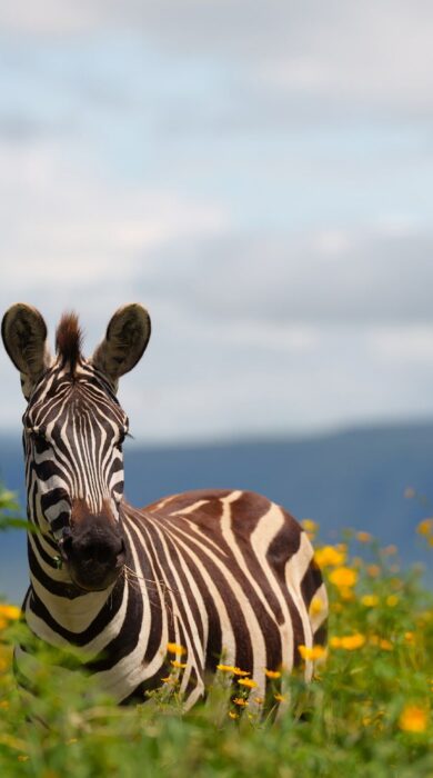 zebra at laba ngorongoro, tanzania - Yellow Zebra Safaris