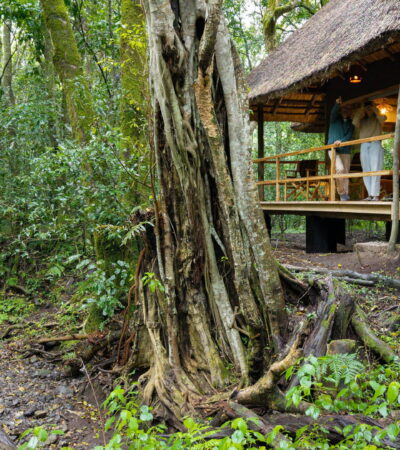room view at koroi forest camp, tanzania - Yellow Zebra Safaris