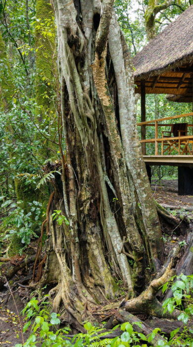 room view at koroi forest camp, tanzania - Yellow Zebra Safaris