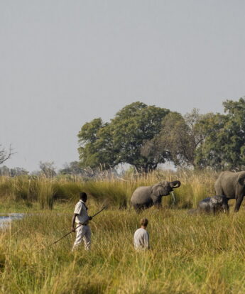 mokoro at expedition camp, okavango delta, botswana - Yellow Zebra Safaris