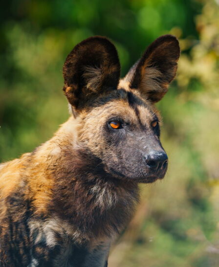 wild dog at expedition camp, okavango delta, botswana - Yellow Zebra Safaris