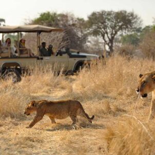 Lion, Ikuka Safari Camp, Ruaha, Tanzania