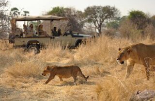 Lion, Ikuka Safari Camp, Ruaha, Tanzania