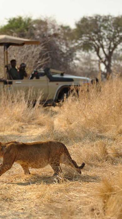 Lion, Ikuka Safari Camp, Ruaha, Tanzania