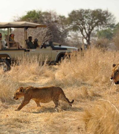 Lion, Ikuka Safari Camp, Ruaha, Tanzania