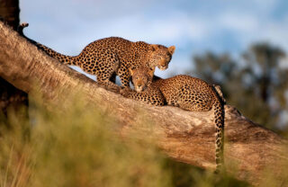Two leopards sit on a tree bench and stare into the camera, Botswana - Yellow Zebra Safaris