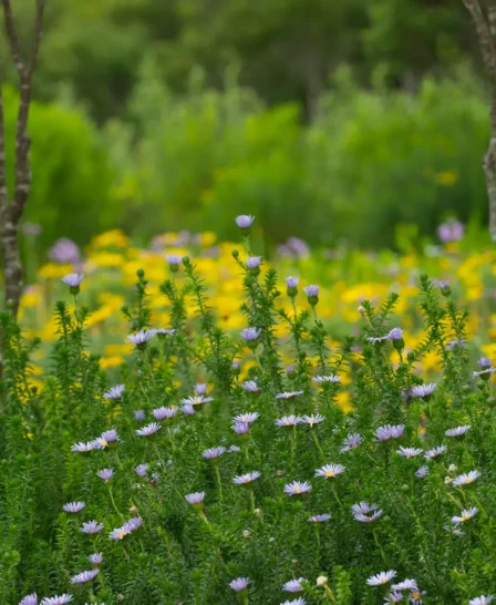 thistles, grootbos private nature reserve, south africa