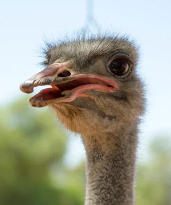 ostrich safaris in oudtshoorn, south africa vacations