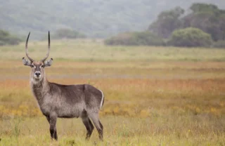 wildlife in isimangaliso wetland park, south africa
