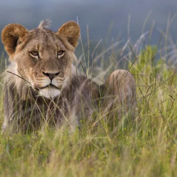 lion safaris, eastern cape, south africa holidays