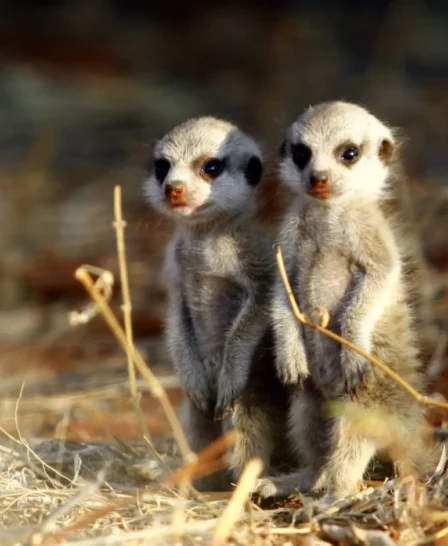 Baby Meerkats, Tswalu The Motse, Kalahari, South Africa