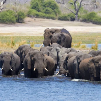 elephant herd, chobe national park, botswana safaris