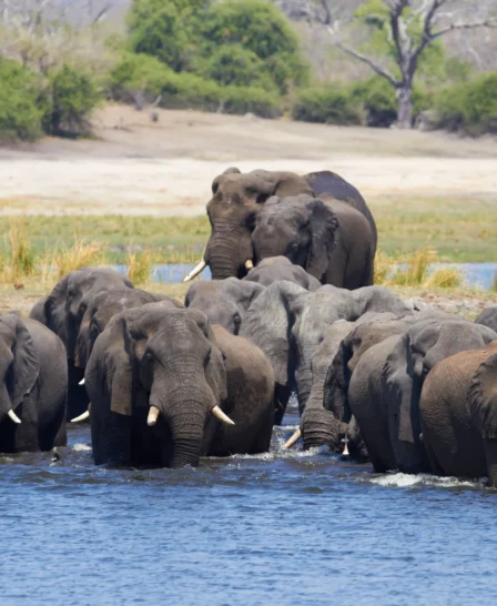 elephant herd, chobe national park, botswana safaris