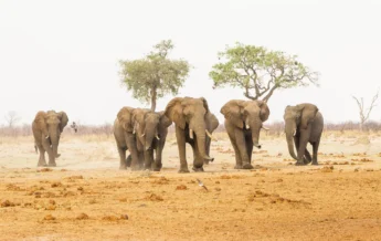 Elephant herds, Savute Safari Lodge, Chobe, Botswana