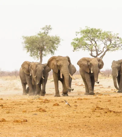 Elephant herds, Savute Safari Lodge, Chobe, Botswana