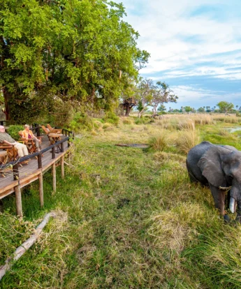 delta camp game view botswana yellow zebra safaris