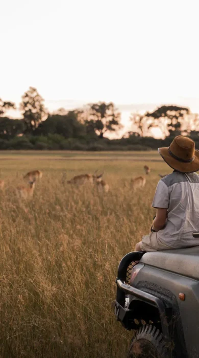 game drive, vumbura plains, okavango delta, botswana