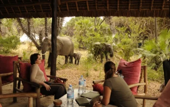 2 Animals in camp 7
