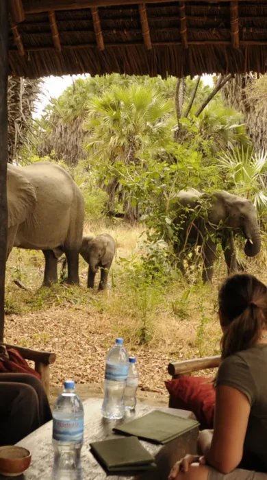 2 Animals in camp 7