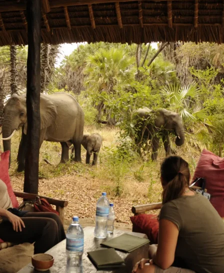 2 Animals in camp 7