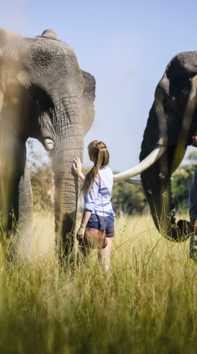 Botswana elephants yellow zebra safaris
