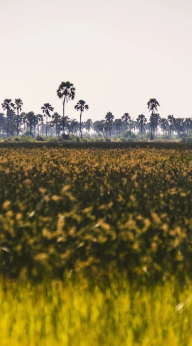 Botswana Delta horizon