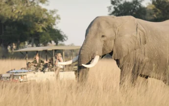 xugana island lodge game drive 37