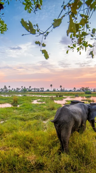 delta camp elephant sunset botswana yellow zebra safaris