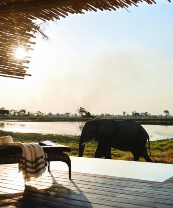 belmond eagle island lodge elephant yellow zebra safaris