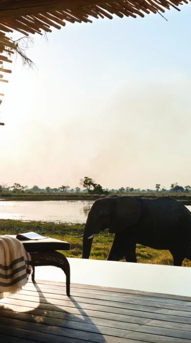 belmond eagle island lodge elephant yellow zebra safaris