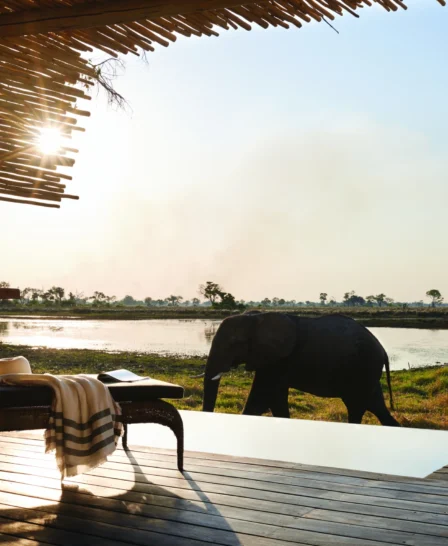 belmond eagle island lodge elephant yellow zebra safaris