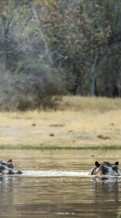 hippos machaba camp botswana yellow zebra safaris