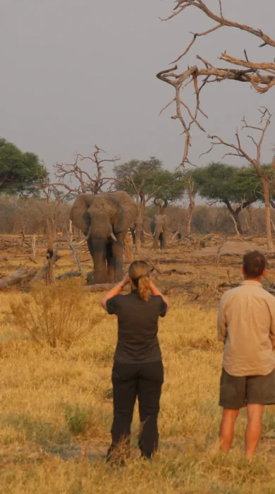 Sango Game drive Botswana