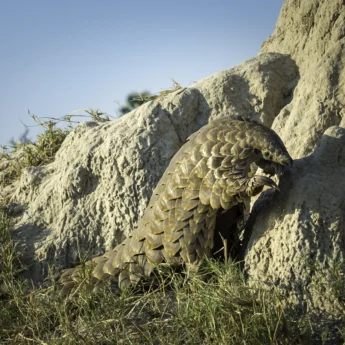 Pangolin, Little Tubu Camp, Okavango Delta, Botswana