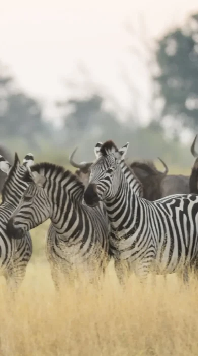 wildlife, shinde footsteps, okavango delta, botswana