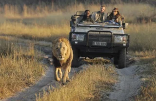 game drive, shinde footsteps, okavango delta, botswana