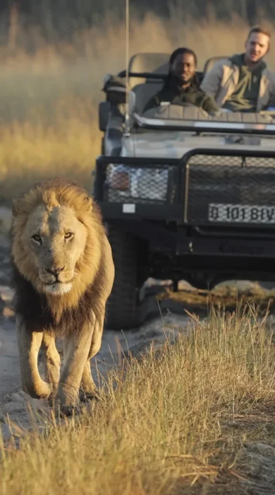 game drive, shinde footsteps, okavango delta, botswana