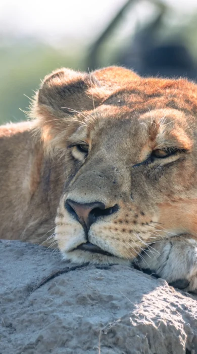 Lion, Little Mombo, Moremi Game Reserve, Botswana