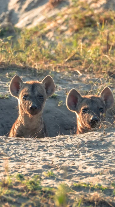 Hyena, Little Mombo, Moremi Game Reserve, Botswana