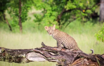 Leopard, Moremi Camp, Moremi Game Reserve, Botswana