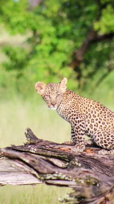 Leopard, Moremi Camp, Moremi Game Reserve, Botswana