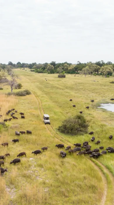Camp Xakanaxa migration