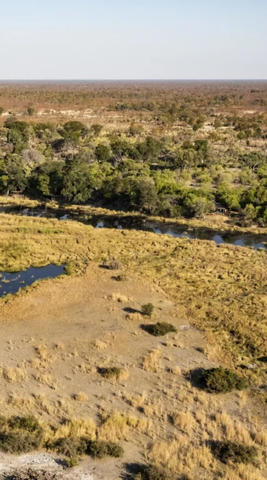 kings pool botswana view yellow zebra safaris