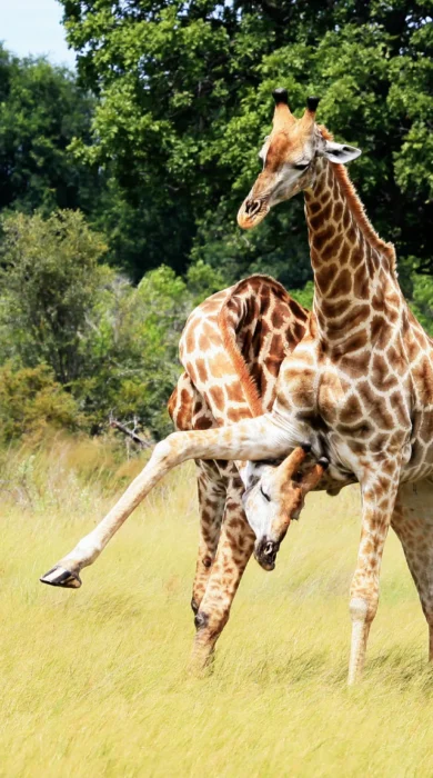 kwando lebala giraffe fight