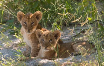 kwando lebala lion cubs