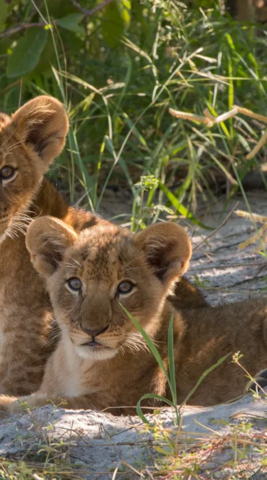 kwando lebala lion cubs